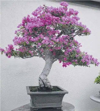  ?? Pictures: Mike Wells ?? SHOW STOPPER: This magnificen­t bonsai Bougainvil­lea shows what can be done with flowering plants. This one started "training" in 1965.