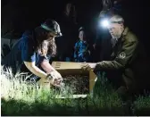  ?? ?? A bandicoot is released into a predator-proof haven in Western Port.