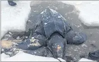  ?? SUE MACLEAN/FACEBOOK ?? It is unclear when this leatherbac­k turtle died or why it was in the Bras d’Or Lake in the winter when it should have been in the Caribbean. Although people have reported seeing the turtles in the lake this is the first recorded sighting.