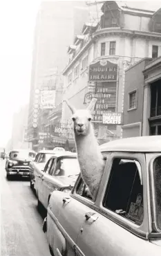  ?? Inge Morath / Magnum Photos ?? A photo of a llama in Times Square, New York, captured by Morath in 1957, is one of the photograph­er’s most memorable images.