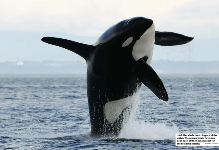  ?? Kenneth Balcomb ?? > A killer whale breaching out of the water. The sea mammals have now been seen off the Cornish coast for the first time (below)