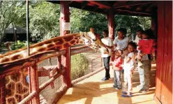  ??  ?? NAIROBI: A giraffe bends over to take food pellets from Kenyan visitors at the Giraffe Centre in Karen, on the outskirts on Wednesday, Dec 7, 2016. —AP