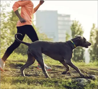  ??  ?? Collar activity trackers work like Fitbit watches for people