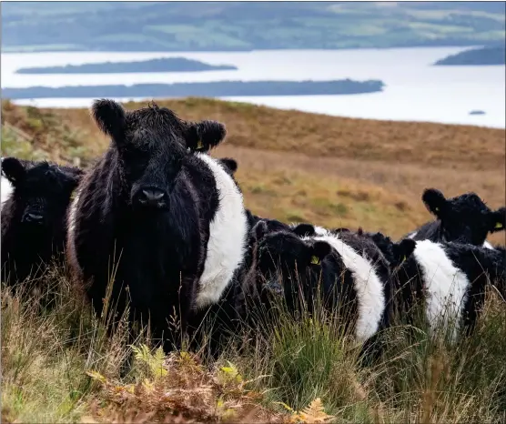  ?? Picture: Rob Haining ?? Livestock farming plays a crucial role in supporting rural areas, while the benefits of eating high-quality red meat, particular­ly in young children and women, cannot be overstated