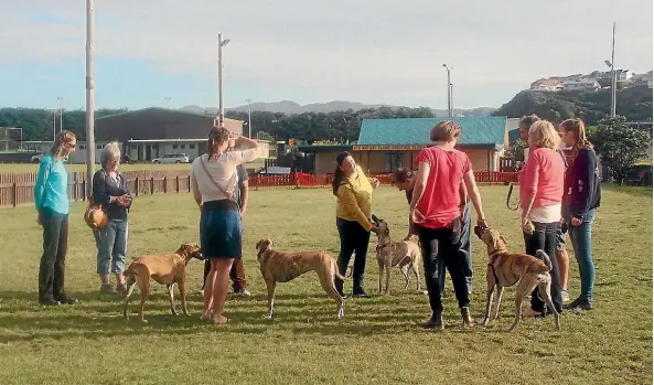  ?? PHOTO: CATHERINE HATFIELD ?? The four dogs during their reunion last month.