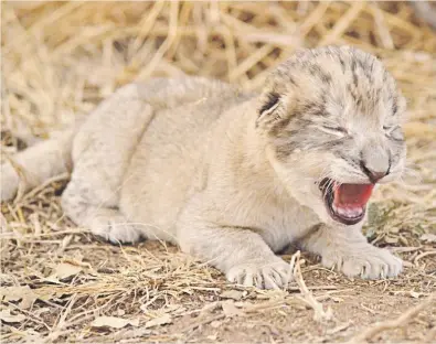 ?? Picture: Supplied ?? SMALL FRY. One of the new lion cubs that was born in Tshwane.