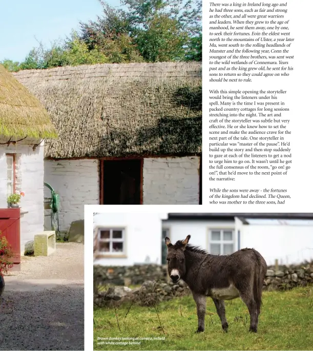  ??  ?? Brown donkey looking at camera, in field with white cottage behind xxxxxx