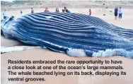  ??  ?? Residents embraced the rare opportunit­y to have a close look at one of the ocean’s large mammals. The whale beached lying on its back, displaying its ventral grooves.