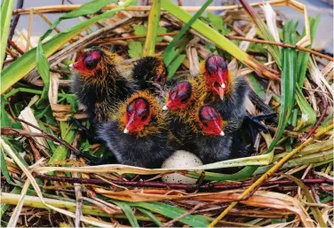  ?? ?? Brightly coloured coot chicks shelter in their nest beside a single egg yet to hatch