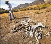  ?? Al Seib Los Angeles Times ?? RANCHER ROB FROST surveys the remains of cattle that died due to drought in 2014 in the Santa Paula area.