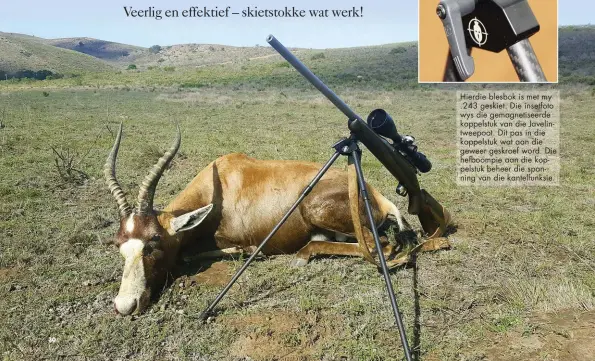  ??  ?? Hierdie blesbok is met my .243 geskiet. Die insetfoto wys die gemagnetis­eerde koppelstuk van die Javelintwe­epoot. Dit pas in die koppelstuk wat aan die geweer geskroef word. Die hefboompie aan die koppelstuk beheer die spanning van die kantelfunk­sie.