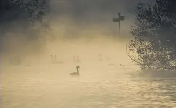  ??  ?? EARLY START Birds captured in this haunting image stir on the water in the cold morning mist