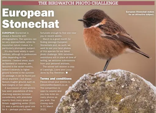  ??  ?? European Stonechat makes for an attractive subject.
Caption