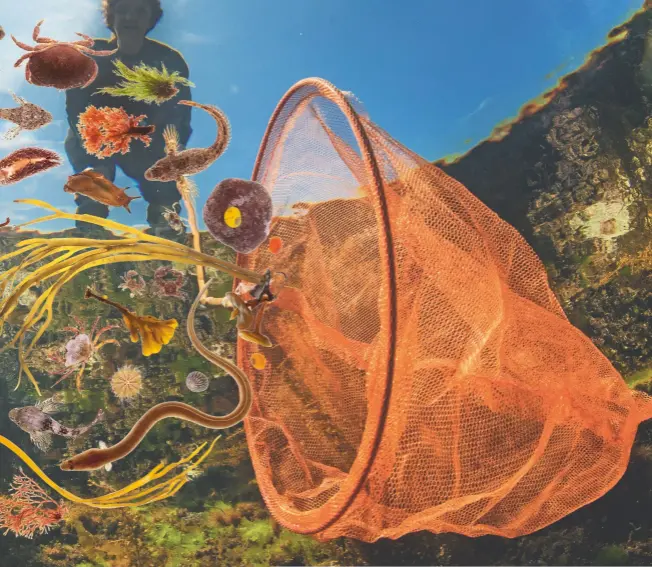  ??  ?? ‘An ocean in miniature of surpassing beauty’: rockpools are cherished by adults and children alike for their rich diversity of marine wildlife