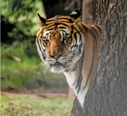  ?? Four Paws ?? ABOVE: Many captive-bred tigers end up in petting zoos and circuses, or are slaughtere­d and processed for traditiona­l Chinese medicine.