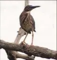  ?? Larry Roberts/Post-Gazette ?? The American bittern is an endangered bird species in Pennsylvan­ia.