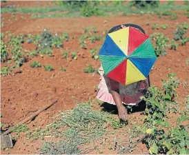  ?? /Reuters ?? Tending the soil: Local farmer Nobutho Thethani works the land at Lawley informal settlement in the south of Johannesbu­rg.