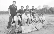  ??  ?? A team of researcher­s from the Danau Girang Field Centre and SWD personnel collaborat­ed to capture this crocodile measuring more than five metres long in Kinabatang­an several years ago. (photo courtesy of DGFC)