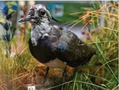  ?? Foto: Marcus Merk ?? Vom Aussterben bedroht: der Kiebitz. Dieses ausgestopf­te Exemplar befindet sich im Naturmuseu­m Königsbrun­n.