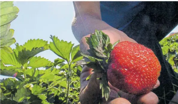  ?? SYMBOLFOTO: KLAUS-DIETMAR GABBERT/DPA ?? Erdbeeren sind lecker, wollen aber bis zur Ernte mit genügend Wasser versorgt sein. Das Erdbeerlan­d in Heusweiler legt sich ein neues Bewässerun­gsssystem zu.