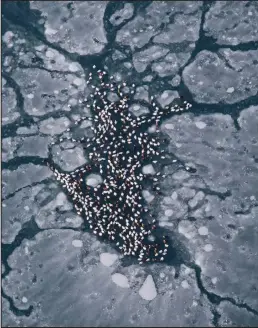  ?? Photo by USFWS ?? BIRDS OF A FEATHER— Spectacled eiders flock around an open lead in their wintering area south of St. Lawrence Island.