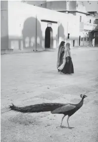  ??  ?? Éthologiqu­e. Paons dans la ville de Jaipur (Inde, 1965)