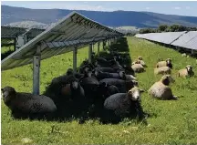 The quest for agricultur­e, solar farms to coexist - PressReader