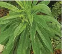  ?? ?? Echiums punctuate the border with blue flowers on lofty spikes