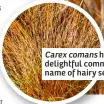  ?? ?? Carex comans has the delightful common name of hairy sedge!