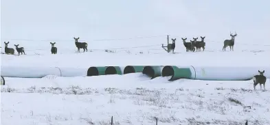  ?? TERRAY SYLVESTER / REUTERS FILES ?? Deer gather at a pipe depot for TC Energy's planned Keystone XL oil pipeline in Gascoyne, N.D.