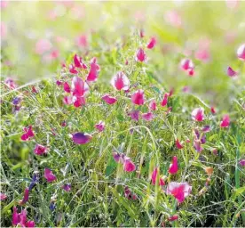  ?? Photos / 123RF ?? Sweet peas (above) and poppies (below).