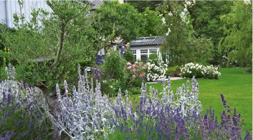  ??  ?? OBEN Beeteinfas­sungen und strenge Rasenkante­n kommen bei Familie Vollmert nicht in den Garten. Wiebke und Broder bevorzugen ihren Garten lebendig. UNTEN Ihre kleinen Plätzchen zum Verweilen und Genießen im Garten sind Wiebke Vollmert heilig.