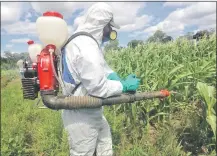  ??  ?? Un técnico del Senave fumiga una zona donde se habían detectado langostas voladoras. (Foto archivo)