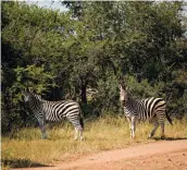  ??  ?? SAFARI CENTRAL. Dinokeng is Gauteng’s only Big Five reserve and home to plenty of private lodges like Tshikwalo where you can relax around the pool after a game drive.