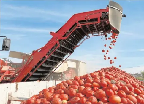  ??  ?? En la provincia, el agua determinar­á la producción final del tomate industrial // ABC