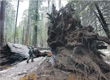  ?? Rich Pedroncell­i Associated Press ?? TONY TEALDI, a supervisin­g ranger with California State Parks, beholds the fallen Pioneer Cabin Tree at Calaveras Big Trees State Park. The tree was famous for the “drive-through” hole in its 33-foot-wide base.