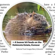  ?? National Trust Images/Barry Edwards ?? A beaver kit feeds on the Holnicote Estate, Exmoor