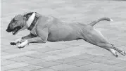  ?? [AP PHOTO] ?? This bull terrier owned by Czech entreprene­ur Robert Hasek, wears a doggy fitness tracker attached to his collar during a demonstrat­ion in Prague, Czech Republic. The Actijoy fitness tracker system not only tracks activity but also how rigorous it is, and comes with an internet-connected bowl that monitors food and water consumptio­n, to make sure the dog has a healthy lifestyle.