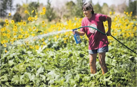  ?? NEW MEXICAN FILE PHOTO ?? Donna Clark, a longtime volunteer at Santa Fe Community Farm, sprays squash plants to help fight a mildew disease on the leaves in September 2012.