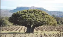  ??  ?? L’arbre remarquabl­e avec le genévrier. Un arbre qui en a vu passer des siècles.