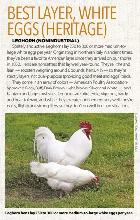  ??  ?? Leghorn hens lay 250 to 300 or more medium-to-large white eggs per year.