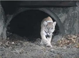  ?? Miguel Ordeñana ?? IN A STUDY, 10 of 12 mountain lions quickly fled upon hearing recordings of human voices, leaving their dinner behind. Above, the puma P-22 in Griffith Park.