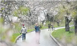  ?? RICHARD LAUTENS TORONTO STAR ?? High Park reopened Monday toward the end of the cherry blossom season. The park had previously been closed as a measure to prevent crowding.