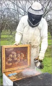  ?? CHRISTINE SOUZA — AG ALERT ?? Indiana-based beekeeper Matt Evans checks on honeybee colonies that have been moved into a Merced County almond orchard in preparatio­n for the pollinatio­n season.