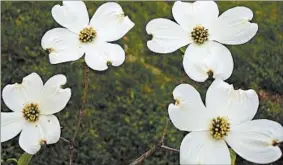  ?? ALAN WINDHAM/UNIVERSITY OF TENNESSEE ?? Karen’s Appalachia­n Blush is among dogwoods developed at the University of Tennessee.