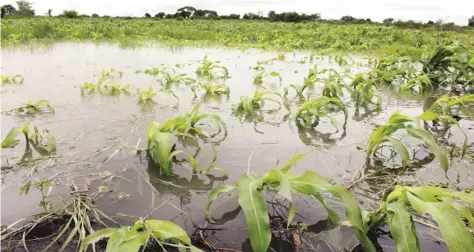  ??  ?? Waterloggi­ng in seasons of heavy rainfall affects crops