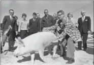  ?? HENRY GRIFFIN — ASSOCIATED PRESS FILE PHOTO ?? In this Nov. 21, 1964, file photo, Agricultur­e Sec. Orville Freeman tries to square away Mr. I.Q., a balky pig during picture session at the LBJ ranch in Stonewall, Texas. President Johnson stands in background, center. The LBJ Ranch is where Johnson...