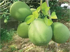  ??  ?? Fred Rivera planted 1,000 Magallanes pomelo and many other fruit trees after gaining experience in the trading of fruits.