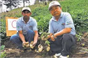  ??  ?? Recomendac­ión. Ante la necesidad planteada por los productore­s de producir papa en invierno, Yen-jen Lin, gerente del proyecto Plantas Sanas, considera que es mejor producirla en la época de verano, pues en invierno hay mucha humedad.