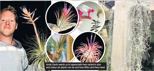  ??  ?? Andy Gavin wants us to appreciate how varied in size and colour air plants can be and how little care they need